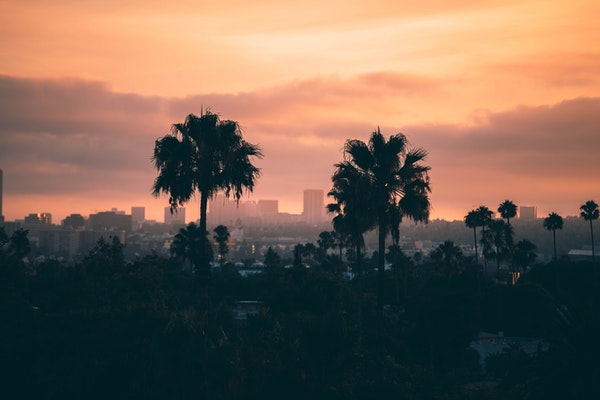dusk view of los angeles california with palm trees and sky scrapers