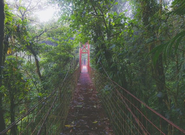 suspended bridge in arenal jungle in costa rica