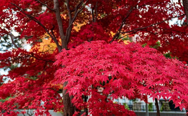 autumn-leaves-in-nakajima-park-sapporo