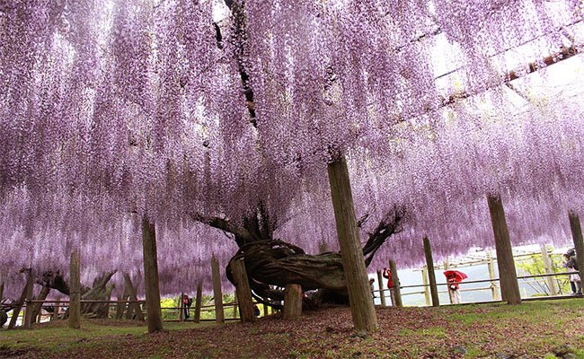 cherry-blossom-tree-in-fukuoka-japan