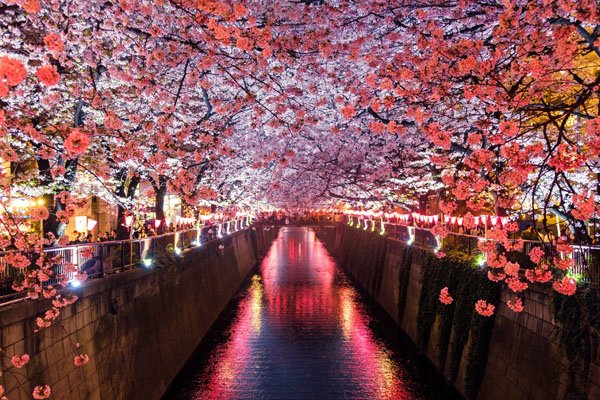 cherry-blossoms-over-meguro-river-in-matsuno-japan