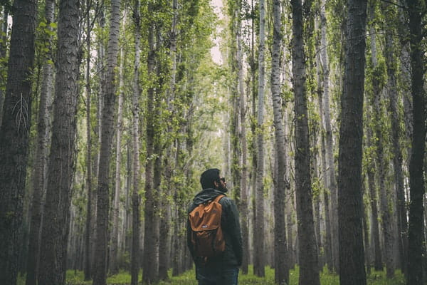 person holding backpack standing in forest