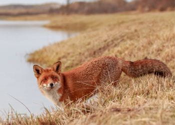 wild fox