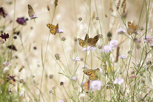 butterflies in field of wildflowers
