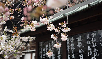 cherry-blossoms-in-osaka-japan
