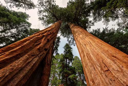 giant Redwood trees
