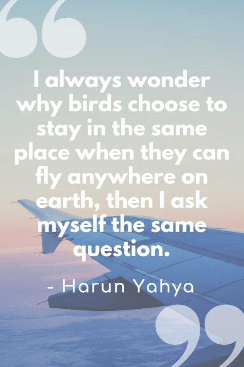 i always wonder why birds choose to stay quote