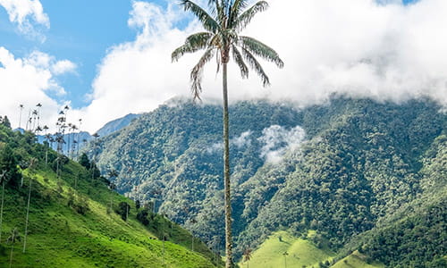 wax-palm-tree-at-popular-backpacker-destination-cocora-valley-in-colombia.jpg