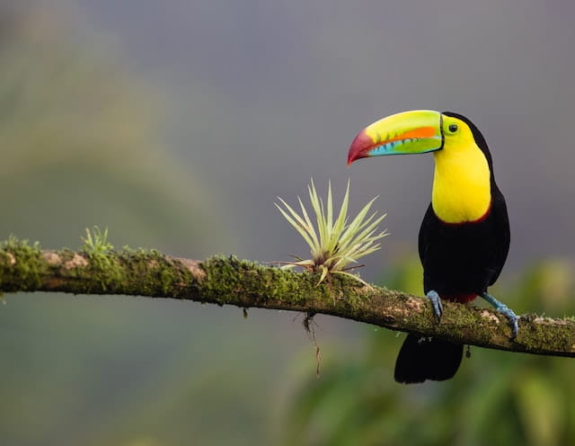 toucan sitting on branch in Costa Rica