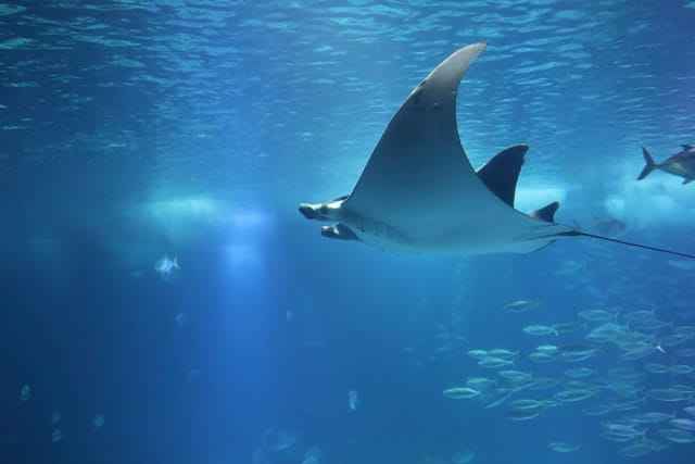 lisbon-oceanarium-in-portugal