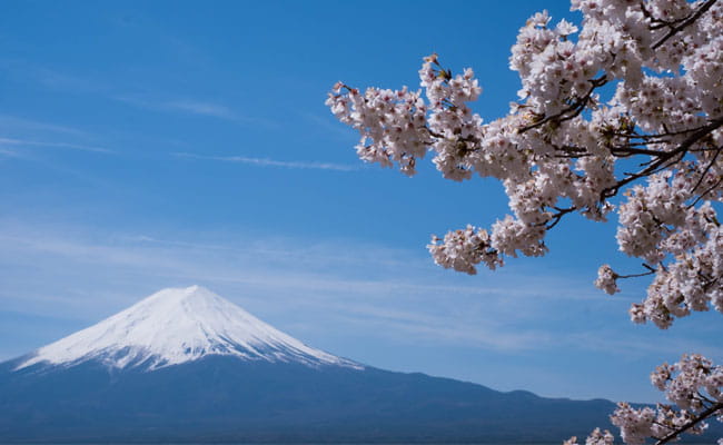 cherry-blossoms-in-fukikawaguchiko-japan
